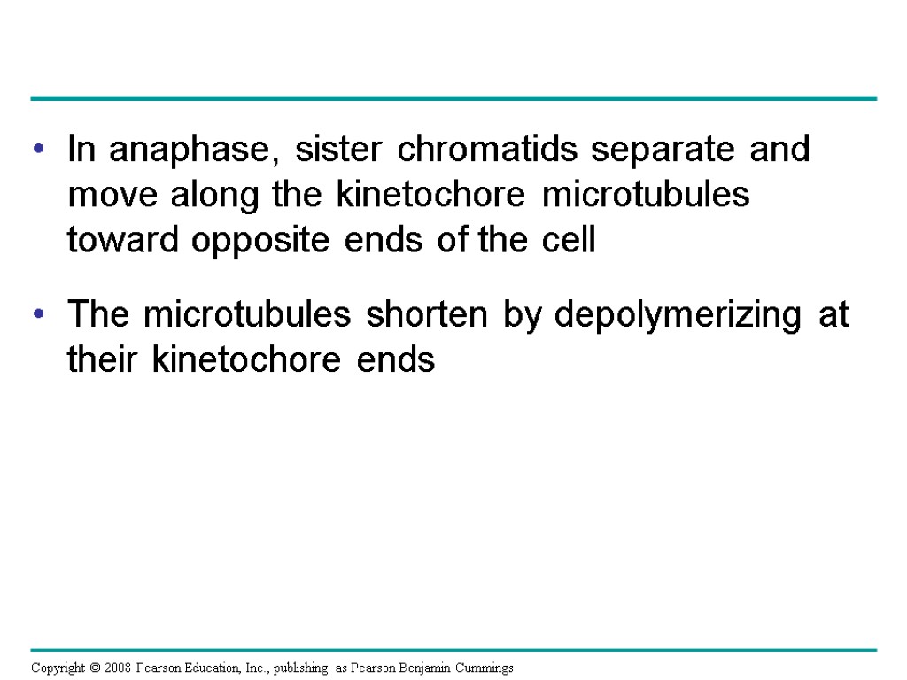 In anaphase, sister chromatids separate and move along the kinetochore microtubules toward opposite ends